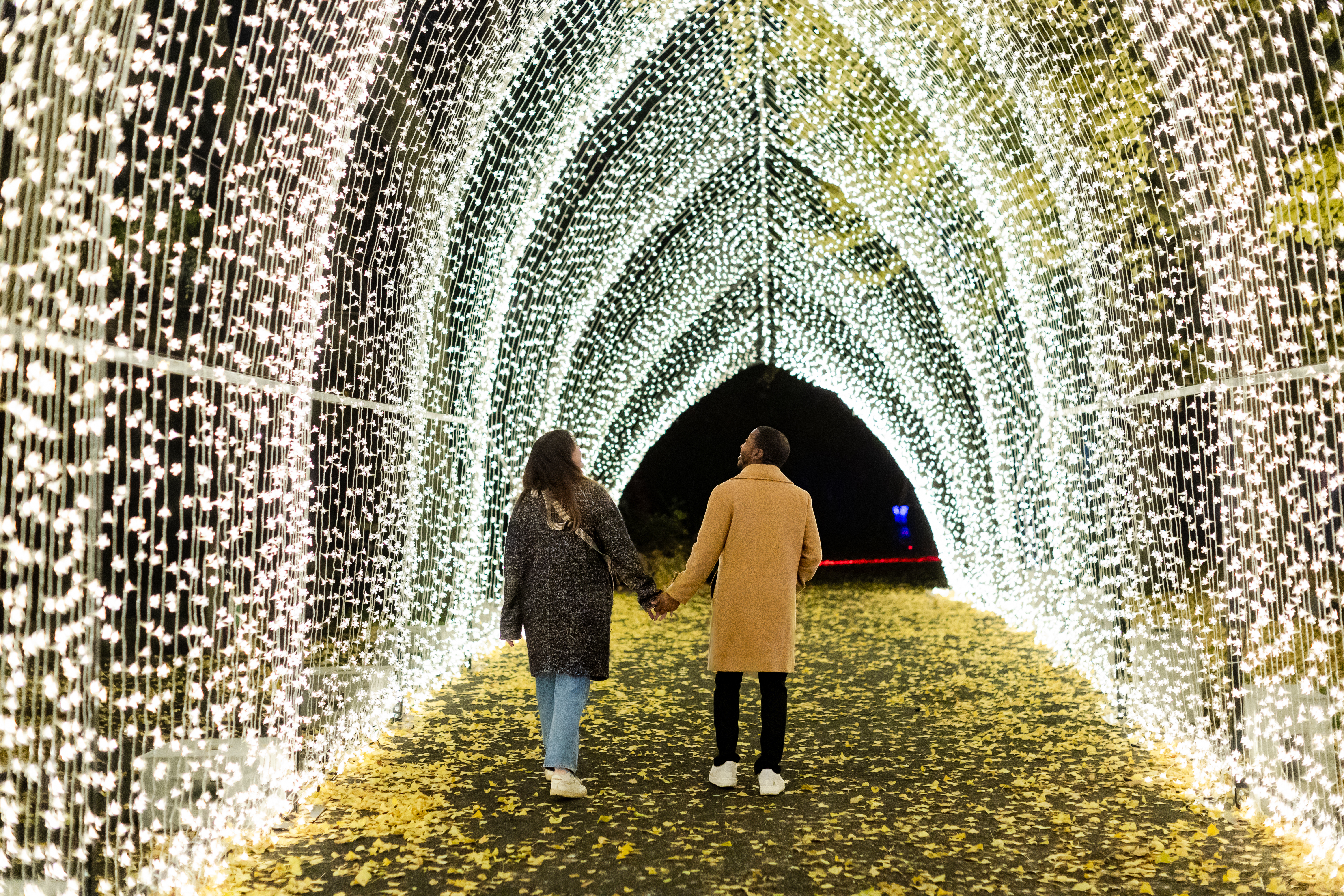 LIGHTSCAPE AT BROOKLYN BOTANIC GARDEN RETURNS FOR THE 2024 HOLIDAY SEASON